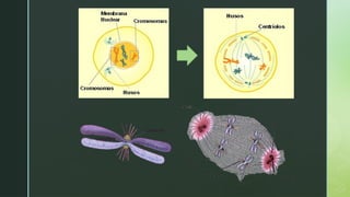 mitosis celular ciclo de mitosis celular.pptx