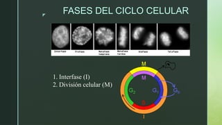 z
FASES DEL CICLO CELULAR
1. Interfase (I)
2. División celular (M)
 