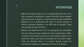 z
INTERFASE
• Fase S (del inglés Synthesis): Es la segunda fase del ciclo, en la
que se produce la replicación o síntesis del ADN, como resultado
cada cromosoma se duplica y queda formado por dos cromátidas
idénticas. Con la duplicación del ADN, el núcleo contiene el
doble de proteínas nucleares y de ADN que al principio. Tiene
una duración de unos 6-8 horas.
• Fase G2 (del inglés Growth 2): Es la segunda fase de crecimiento
del ciclo celular en la que continúa la síntesis de proteínas y ARN.
Al final de este período se observa al microscopio cambios en la
estructura celular, que indican el principio de la división celular.
Tiene una duración entre 3 y 4 horas. Termina cuando los
cromosomas empiezan a condensarse al inicio de la mitosis.
 