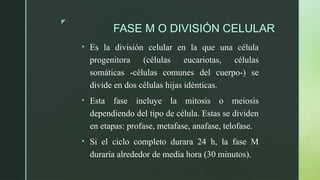z
FASE M O DIVISIÓN CELULAR
• Es la división celular en la que una célula
progenitora (células eucariotas, células
somáticas -células comunes del cuerpo-) se
divide en dos células hijas idénticas.
• Esta fase incluye la mitosis o meiosis
dependiendo del tipo de célula. Estas se dividen
en etapas: profase, metafase, anafase, telofase.
• Si el ciclo completo durara 24 h, la fase M
duraría alrededor de media hora (30 minutos).
 