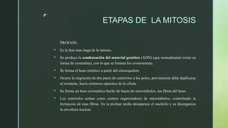 z
ETAPAS DE LA MITOSIS
PROFASE:
 Es la fase mas larga de la mitosis.
 Se produce la condensación del material genético (ADN) (que normalmente existe en
forma de cromatina), con lo que se forman los cromosomas;
 Se forma el huso mitótico a partir del citoesqueleto.
 Ocurre la migración de dos pares de centriolos a los polos, previamente debe duplicarse
el existente, hacia extremos opuestos de la célula.
 Se forma un huso acromático hecho de haces de microtúbulos, las fibras del huso.
 Los centriolos actúan como centros organizadores de microtúbulos, controlando la
formación de esas fibras. En la profase tardía desaparece el nucléolo y se desorganiza
la envoltura nuclear.
 