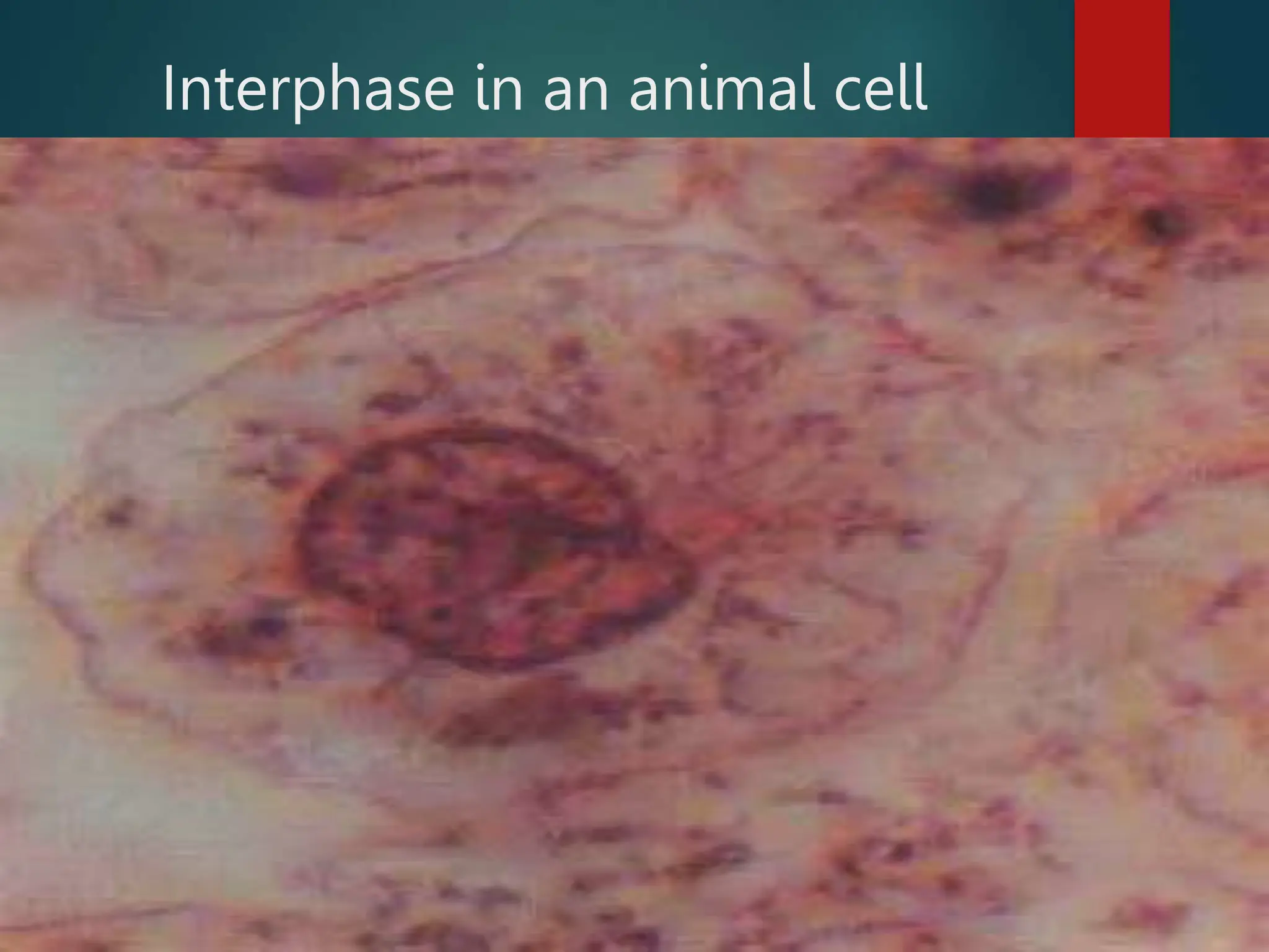 Interphase in an animal cell
 