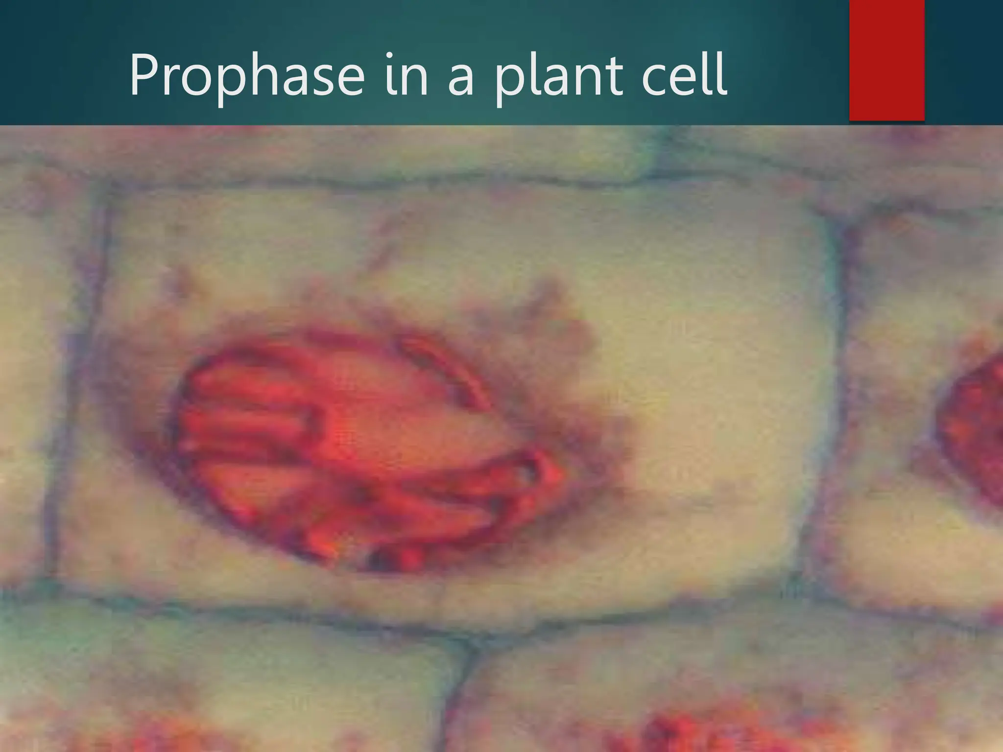 Prophase in a plant cell
 