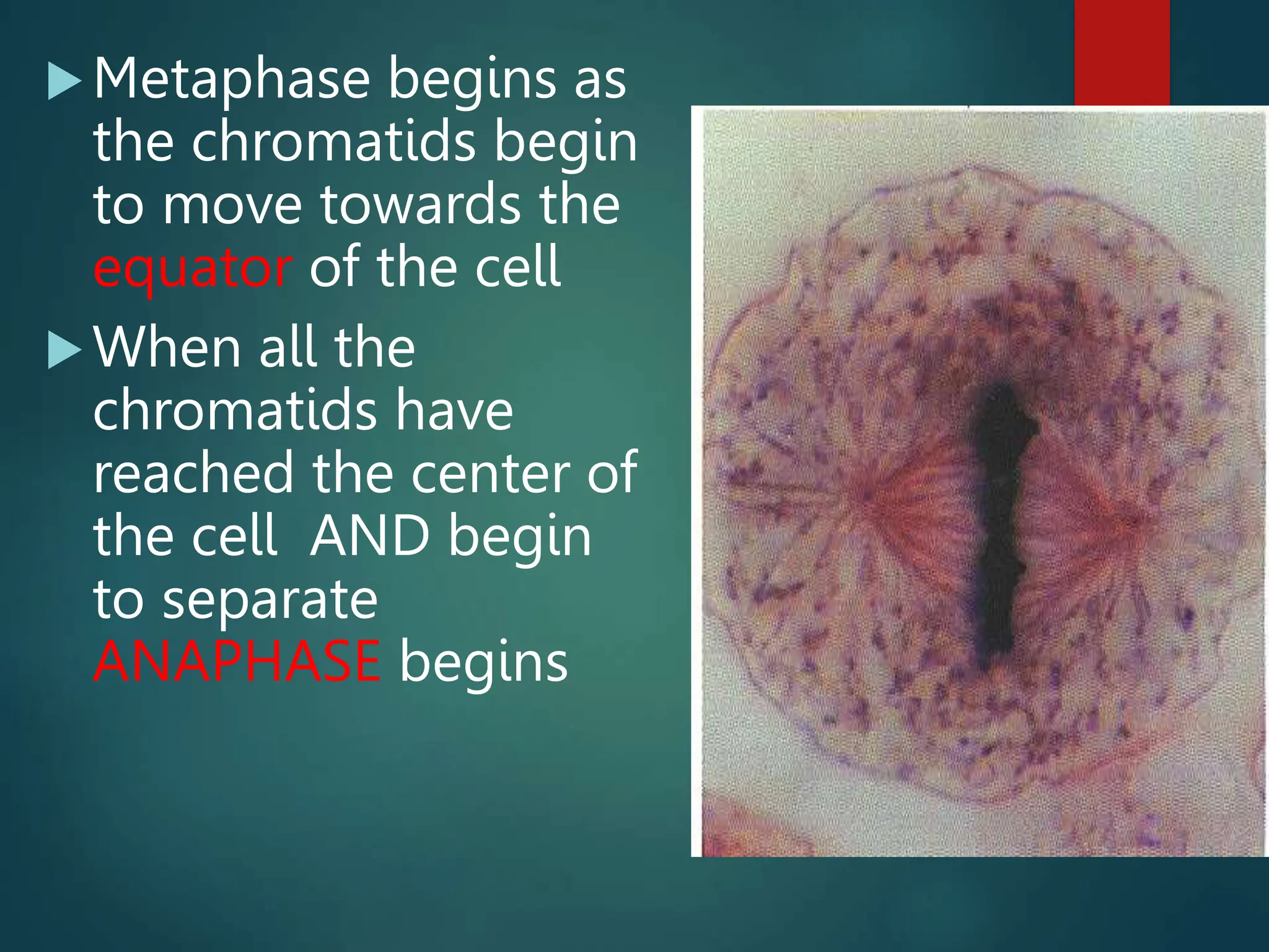 Metaphase begins as
the chromatids begin
to move towards the
equator of the cell
When all the
chromatids have
reached the center of
the cell AND begin
to separate
ANAPHASE begins
 