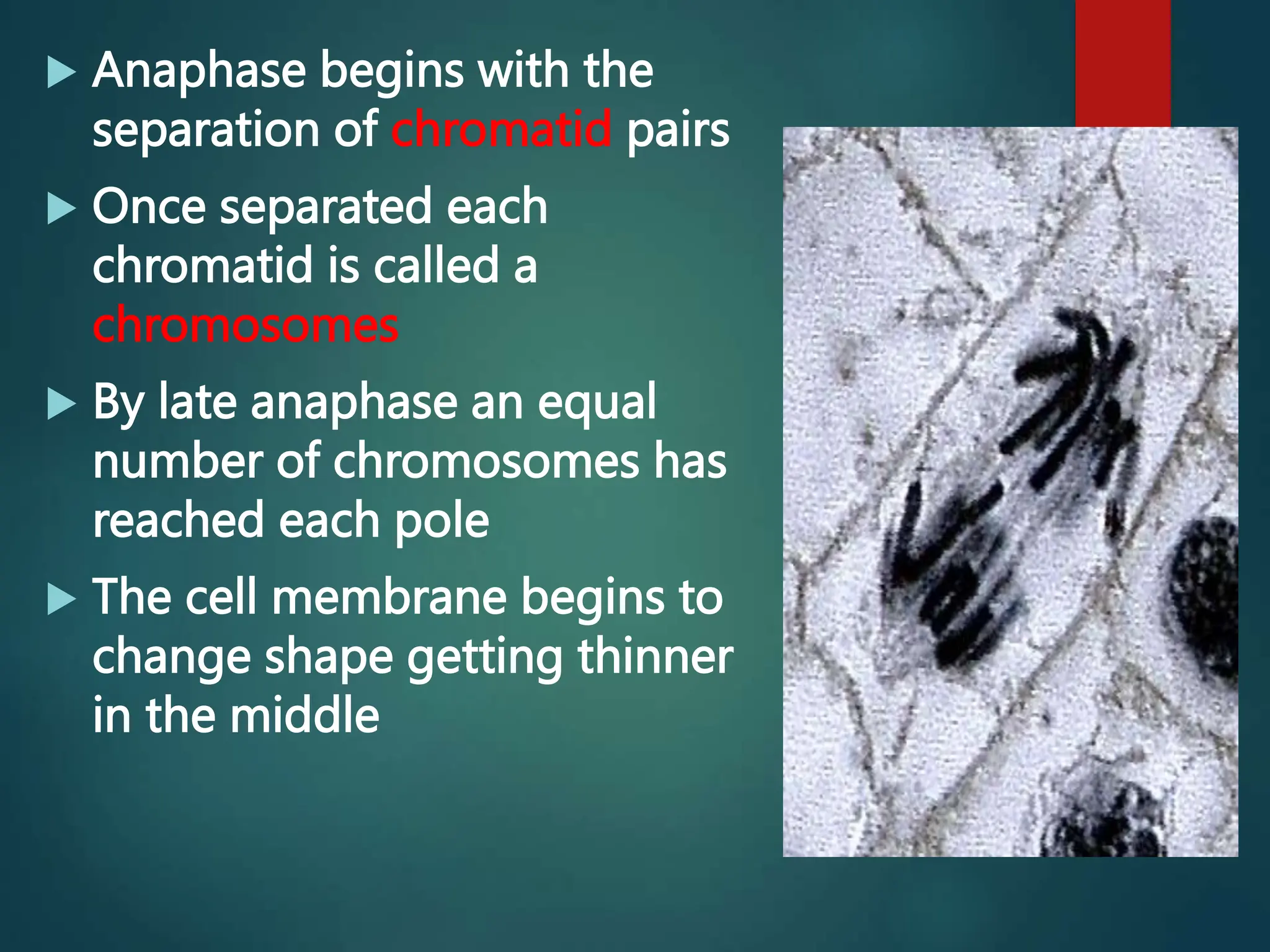  Anaphase begins with the
separation of chromatid pairs
 Once separated each
chromatid is called a
chromosomes
 By late anaphase an equal
number of chromosomes has
reached each pole
 The cell membrane begins to
change shape getting thinner
in the middle
 