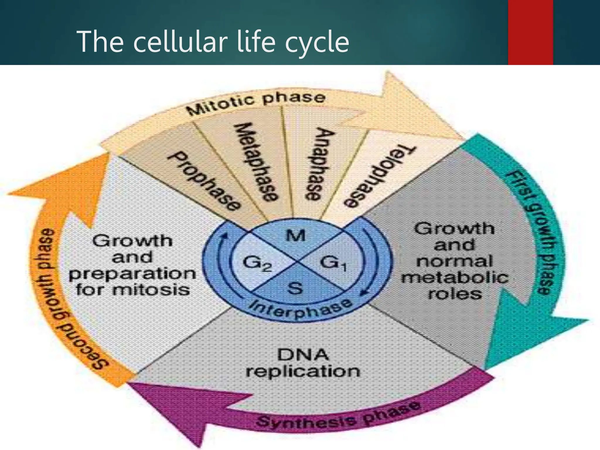 The cellular life cycle
 