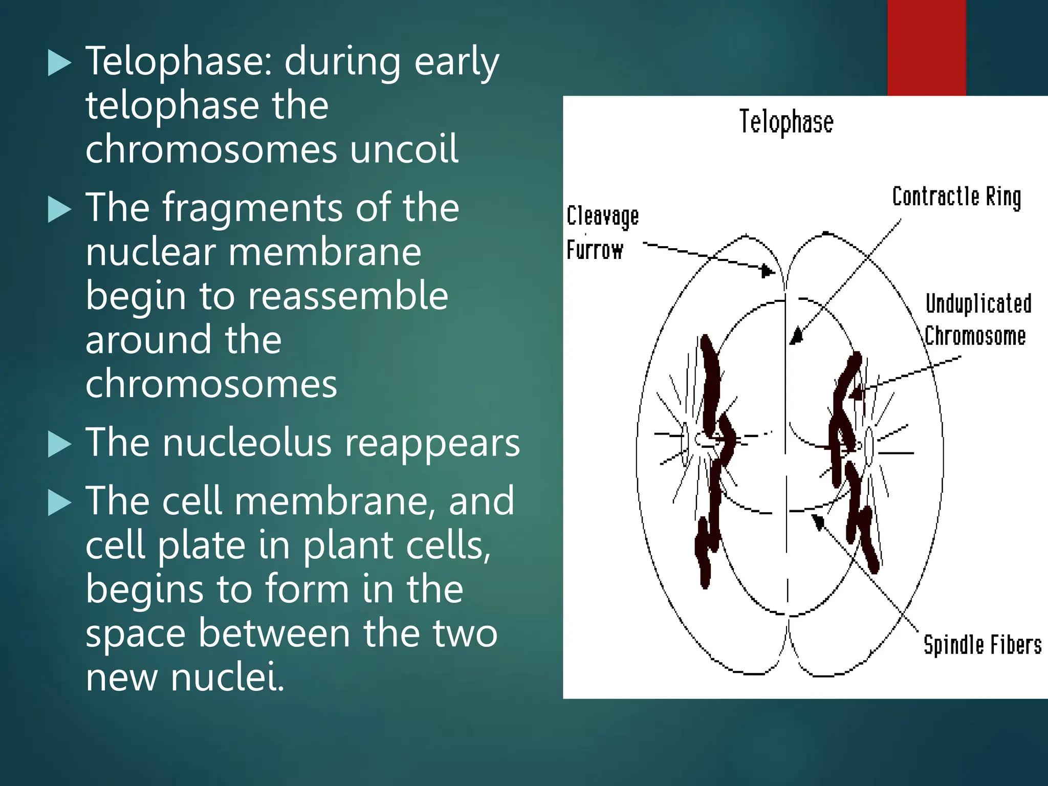  Telophase: during early
telophase the
chromosomes uncoil
 The fragments of the
nuclear membrane
begin to reassemble
around the
chromosomes
 The nucleolus reappears
 The cell membrane, and
cell plate in plant cells,
begins to form in the
space between the two
new nuclei.
 