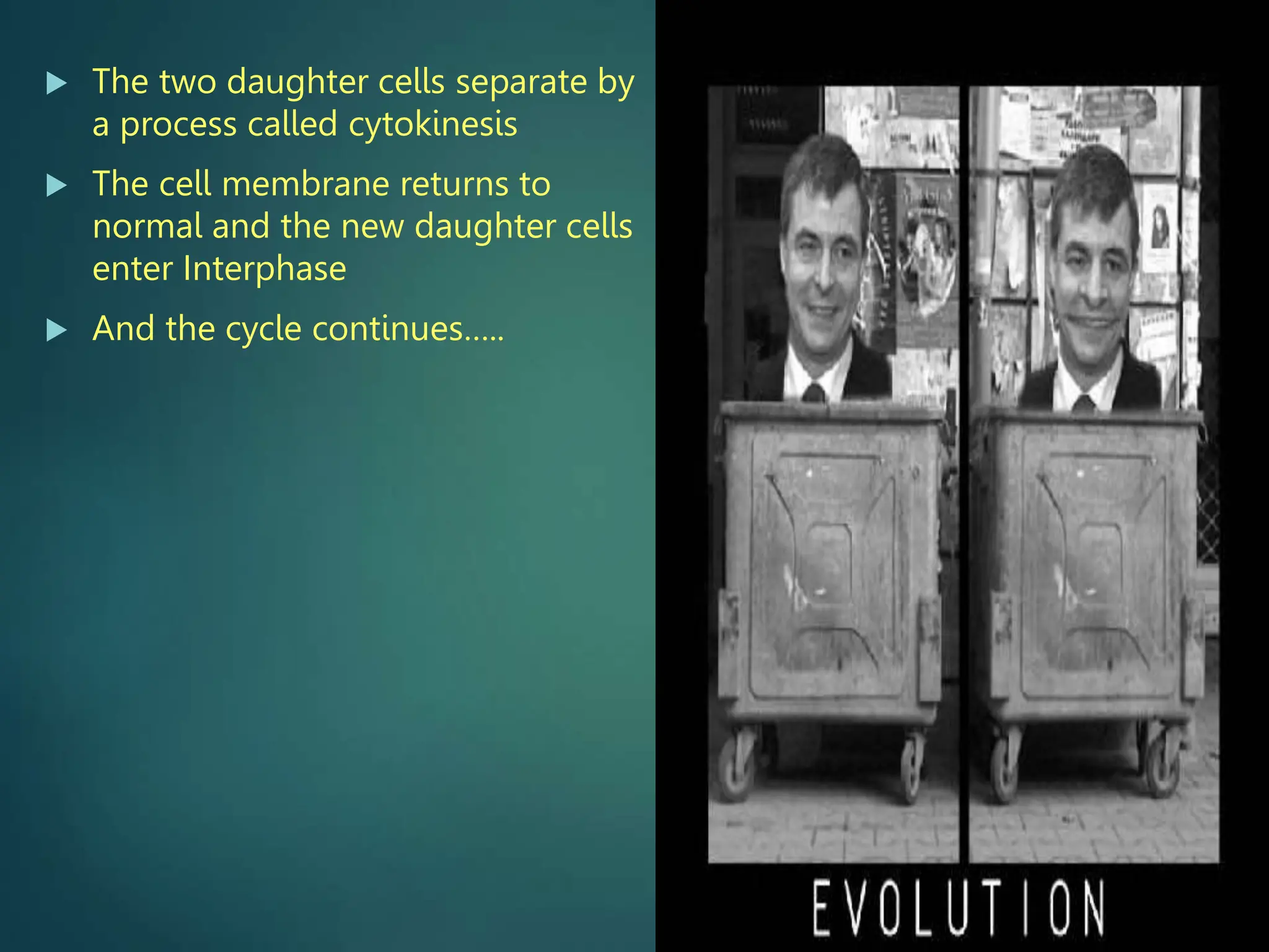  The two daughter cells separate by
a process called cytokinesis
 The cell membrane returns to
normal and the new daughter cells
enter Interphase
 And the cycle continues…..
 