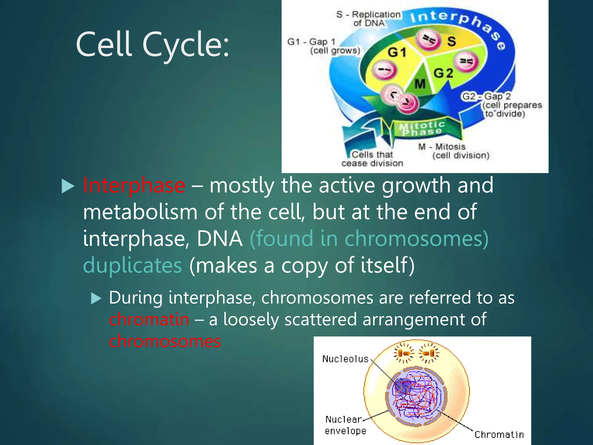 Cell Cycle:
 Interphase – mostly the active growth and
metabolism of the cell, but at the end of
interphase, DNA (found in chromosomes)
duplicates (makes a copy of itself)
 During interphase, chromosomes are referred to as
chromatin – a loosely scattered arrangement of
chromosomes
 