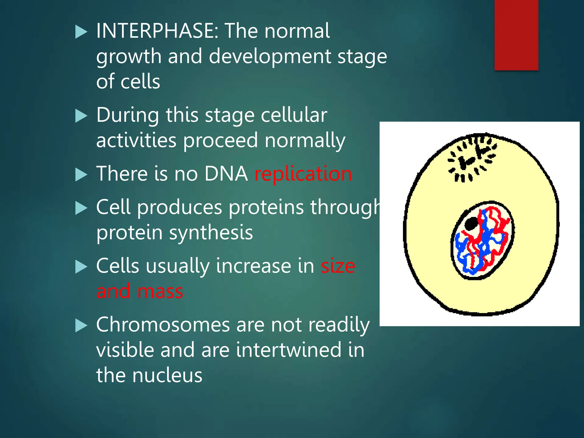  INTERPHASE: The normal
growth and development stage
of cells
 During this stage cellular
activities proceed normally
 There is no DNA replication
 Cell produces proteins through
protein synthesis
 Cells usually increase in size
and mass
 Chromosomes are not readily
visible and are intertwined in
the nucleus
 