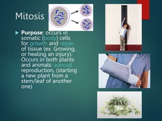 Mitosis
 Purpose: occurs in
somatic (body) cells
for growth and repair
of tissue (ex. Growing,
or healing an injury).
Occurs in both plants
and animals: asexual
reproduction, (starting
a new plant from a
stem/leaf of another
one)
 