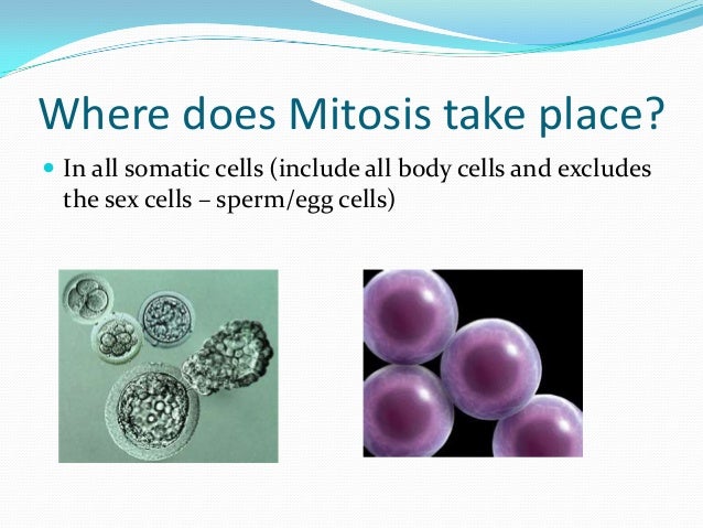 Where does mitosis occur in plants and animals?