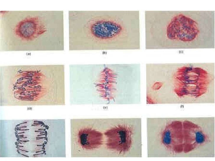 Mitosis Slides Mitosis Slides