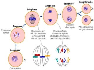 Mitosis | PPTX