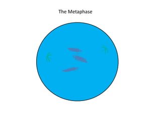 The Metaphase