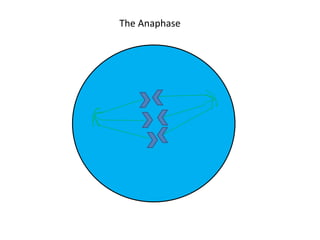 The Anaphase