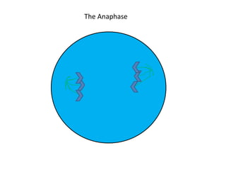 The Anaphase