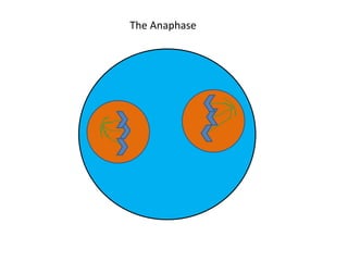 The Anaphase