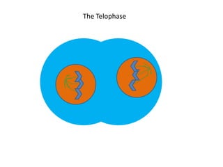 The Telophase