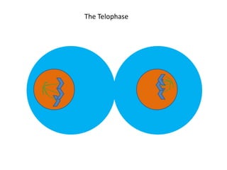 The Telophase