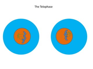 The Telophase