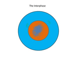 The Interphase