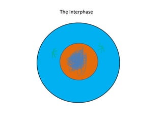 The Interphase