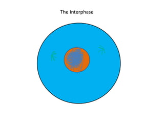 The Interphase