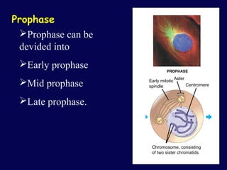 Centromere Prophase Mitosis