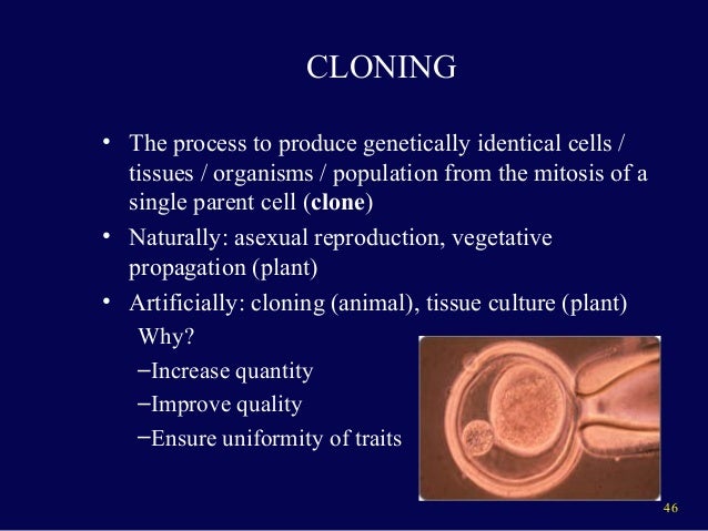 Mitosis