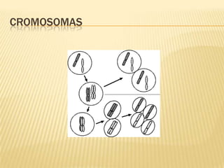 CROMOSOMAS
 