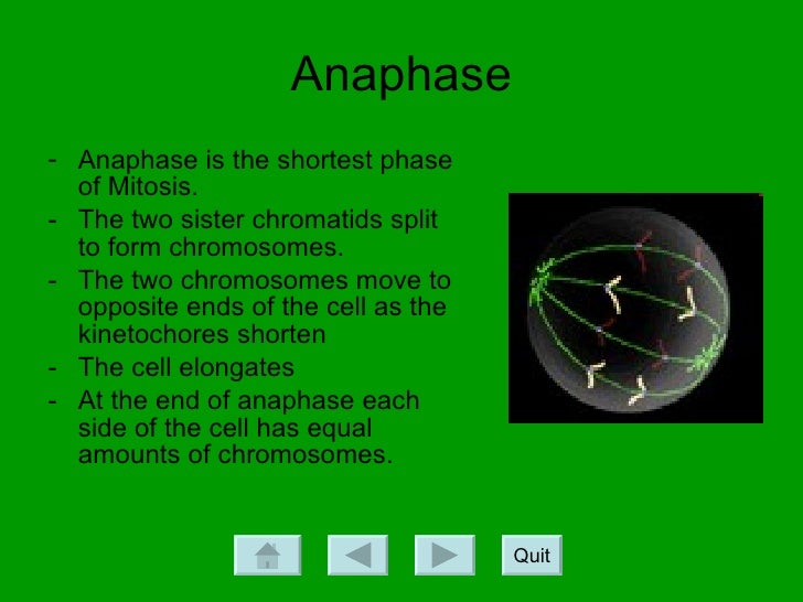 Mitosis Tutorial