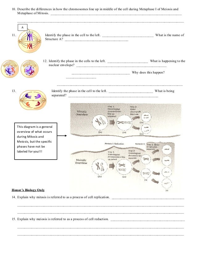 mitosis-vs-meiosis-worksheet-free-download-gambr-co