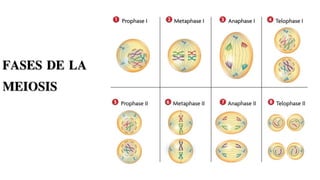 FASES DE LA
MEIOSIS
 