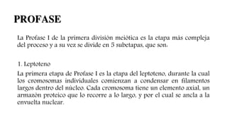 La Profase I de la primera división meiótica es la etapa más compleja
del proceso y a su vez se divide en 5 subetapas, que son:
1. Leptoteno
La primera etapa de Profase I es la etapa del leptoteno, durante la cual
los cromosomas individuales comienzan a condensar en filamentos
largos dentro del núcleo. Cada cromosoma tiene un elemento axial, un
armazón proteico que lo recorre a lo largo, y por el cual se ancla a la
envuelta nuclear.
PROFASE
 