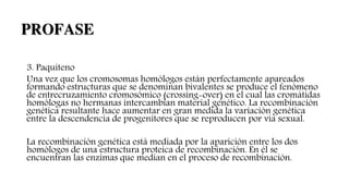 3. Paquiteno
Una vez que los cromosomas homólogos están perfectamente apareados
formando estructuras que se denominan bivalentes se produce el fenómeno
de entrecruzamiento cromosómico (crossing-over) en el cual las cromátidas
homólogas no hermanas intercambian material genético. La recombinación
genética resultante hace aumentar en gran medida la variación genética
entre la descendencia de progenitores que se reproducen por vía sexual.
La recombinación genética está mediada por la aparición entre los dos
homólogos de una estructura proteica de recombinación. En él se
encuentran las enzimas que medían en el proceso de recombinación.
PROFASE
 