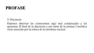 5. Diacinesis
Podemos observar los cromosomas algo más condensados y los
quiasmas. El final de la diacinesis y por tanto de la profase I meiótica
viene marcado por la rotura de la envoltura nuclear.
PROFASE
 