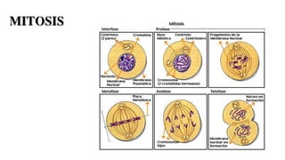 MITOSIS
 