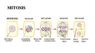MITOSIS
 