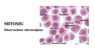 MITOSIS:
Observaciones microscópicas
 