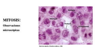 MITOSIS:
Observaciones
microscópicas
 