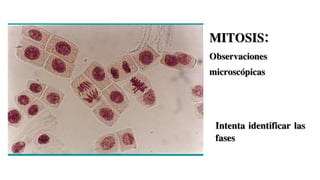 MITOSIS:
Observaciones
microscópicas
Intenta identificar las
fases
 