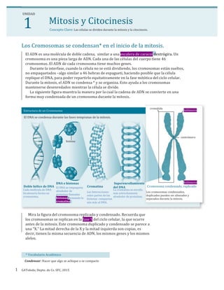  1
UNIDAD
Mitosis	
  y	
  Citocinesis
Concepto	
  Clave:	
  Las	
  células	
  se	
  dividen	
  durante	
  la	
  mitosis	
  y	
  la	
  citocinesis.
Los	
  Cromosomas	
  se	
  condensan*	
  en	
  el	
  inicio	
  de	
  la	
  mitosis.
El	
  ADN	
  es	
  una	
  molécula	
  de	
  doble	
  cadena,	
  	
  similar	
  a	
  una	
  escalera	
  de	
  caracol	
  dextrógira.	
  Un	
  
cromosoma	
  es	
  una	
  pieza	
  larga	
  de	
  ADN.	
  Cada	
  una	
  de	
  las	
  células	
  del	
  cuerpo	
  tiene	
  46	
  
cromosomas.	
  El	
  ADN	
  de	
  cada	
  cromosoma	
  tiene	
  muchos	
  genes.	
  
	
  	
  	
  	
  	
  Durante	
  la	
  interfase,	
  cuando	
  la	
  célula	
  no	
  se	
  está	
  dividiendo,	
  los	
  cromosomas	
  están	
  sueltos,	
  
no	
  empaquetados	
  –algo	
  similar	
  a	
  46	
  hebras	
  de	
  espagueti,	
  haciendo	
  posible	
  que	
  la	
  célula	
  
replique	
  el	
  DNA,	
  para	
  poder	
  repartirlo	
  equitativamente	
  en	
  la	
  fase	
  mitótica	
  del	
  ciclo	
  celular.	
  
Durante	
  la	
  mitosis,	
  el	
  ADN	
  se	
  condensa	
  *	
  y	
  se	
  organiza.	
  Esto	
  ayuda	
  a	
  los	
  cromosomas	
  
mantenerse	
  desenredados	
  mientras	
  la	
  célula	
  se	
  divide.	
  
	
  	
  	
  	
  	
  La	
  siguiente	
  figura	
  muestra	
  la	
  manera	
  por	
  la	
  cual	
  la	
  cadena	
  de	
  ADN	
  se	
  convierte	
  en	
  una	
  
forma	
  muy	
  condensada	
  de	
  un	
  cromosoma	
  durante	
  la	
  mitosis.
Estructura	
  de	
  un	
  Cromosoma
cromátida
	
  telómero
El	
  DNA	
  se	
  condensa	
  durante	
  las	
  fases	
  tempranas	
  de	
  la	
  mitosis.
centrómero
histona
Doble	
  hélice	
  de	
  DNA
Cada	
  molécula	
  de	
  DNA	
  
bicatenaria	
  forma	
  un	
  
cromosoma.
El	
  DNA	
  se	
  empaqueta	
  
alrededor	
  de	
  
proteínas	
  llamadas	
  
histonas	
  formando	
  la	
  
cromatina
DNA	
  e	
  histonas
Cromatina
Las	
  Interacciones	
  
entre	
  partes	
  de	
  las	
  
histonas compactan	
  
aún	
  más	
  al	
  DNA.
	
  Superenrollamiento	
  
del	
  DNA	
  
La	
  cromatina	
  se	
  enrolla	
  
más	
  estrechamente	
  
alrededor	
  de	
  proteínas.
	
  	
  	
  	
  	
  	
  	
  	
  	
  	
  	
  	
  	
  	
  	
  	
  	
  	
  	
  	
  	
  	
  	
  	
  	
  	
  	
  	
  	
  	
  	
  	
  	
  	
  	
  	
  	
  	
  	
  	
  	
  	
  	
  	
  	
  	
  	
  	
  	
  	
  	
  telómero
Cromosoma	
  condensado,	
  replicado	
  
Los	
  cromosomas	
  condensados,	
  
duplicados	
  pueden	
  ser	
  alineados	
  y	
  
separados	
  durante	
  la	
  mitosis.
	
  	
  	
  Mira	
  la	
  figura	
  del	
  cromosoma	
  replicado	
  y	
  condensado.	
  Recuerda	
  que	
  
los	
  cromosomas	
  se	
  replican	
  en	
  la	
  fase	
  S	
  del	
  ciclo	
  celular,	
  la	
  que	
  ocurre	
  
antes	
  de	
  la	
  mitosis.	
  Este	
  cromosoma	
  duplicado	
  y	
  condensado	
  se	
  parece	
  a	
  
una	
  "X."	
  La	
  mitad	
  derecha	
  de	
  la	
  X	
  y	
  la	
  mitad	
  izquierda	
  son	
  copias,	
  es	
  
decir,	
  tienen	
  la	
  misma	
  secuencia	
  de	
  ADN,	
  los	
  mismos	
  genes	
  y	
  los	
  mismos	
  
alelos.
*	
  Vocabulario	
  Académico
Condensar:	
  Hacer	
  que	
  algo	
  se	
  achique	
  o	
  se	
  compacte
1 GAToledo,	
  Depto.	
  de	
  Cs.	
  SFC,	
  2015
 