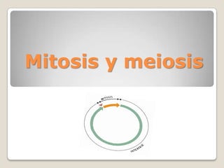 Mitosis y meiosis 
