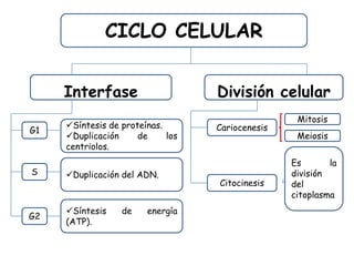 CICLO CELULAR
Interfase División celular
Cariocenesis
Citocinesis
Mitosis
Meiosis
G1
S
G2
Síntesis de proteínas.
Duplicación de los
centriolos.
Duplicación del ADN.
Síntesis de energía
(ATP).
Es la
división
del
citoplasma
 