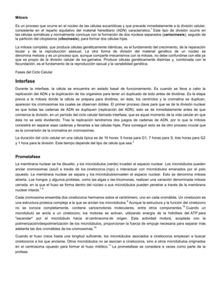 Mitosis
Es un proceso que ocurre en el núcleo de las células eucarióticas y que precede inmediatamente a la división celular,
consistente en el reparto equitativo del material hereditario (ADN) característico.
1
Este tipo de división ocurre en
las células somáticas y normalmente concluye con la formación de dos núcleos separados (cariocinesis), seguido de
la partición del citoplasma (citocinesis), para formar dos células hijas.
La mitosis completa, que produce células genéticamente idénticas, es el fundamento del crecimiento, de la reparación
tisular y de la reproducción asexual. La otra forma de división del material genético de un núcleo se
denomina meiosis y es un proceso que, aunque comparte mecanismos con la mitosis, no debe confundirse con ella ya
que es propio de la división celular de los gametos. Produce células genéticamente distintas y, combinada con la
fecundación, es el fundamento de la reproducción sexual y la variabilidad genética.
Fases del Ciclo Celular
Interfase
Durante la interfase, la célula se encuentra en estado basal de funcionamiento. Es cuando se lleva a cabo la
replicación del ADN y la duplicación de los organelos para tener un duplicado de todo antes de dividirse. Es la etapa
previa a la mitosis donde la célula se prepara para dividirse, en ésta, los centríolos y la cromatina se duplican,
aparecen los cromosomas los cuales se observan dobles. El primer proceso clave para que se de la división nuclear
es que todas las cadenas de ADN se dupliquen (replicación del ADN); esto se da inmediatamente antes de que
comience la división, en un período del ciclo celular llamado interfase, que es aquel momento de la vida celular en que
ésta no se está dividiendo. Tras la replicación tendremos dos juegos de cadenas de ADN, por lo que la mitosis
consistirá en separar esas cadenas y llevarlas a las células hijas. Para conseguir esto se da otro proceso crucial que
es la conversión de la cromatina en cromosomas.
La duración del ciclo celular en una célula típica es de 16 horas: 5 horas para G1, 7 horas para S, tres horas para G2
y 1 hora para la división. Este tiempo depende del tipo de célula que sea.
2
Prometafase
La membrana nuclear se ha disuelto, y los microtúbulos (verde) invaden el espacio nuclear. Los microtúbulos pueden
anclar cromosomas (azul) a través de los cinetocoros (rojo) o interactuar con microtúbulos emanados por el polo
opuesto. La membrana nuclear se separa y los microtúbulosinvaden el espacio nuclear. Esto se denomina mitosis
abierta. Los hongos y algunos protistas, como las algas o las tricomonas, realizan una variación denominada mitosis
cerrada, en la que el huso se forma dentro del núcleo o sus microtúbulos pueden penetrar a través de la membrana
nuclear intacta.
7 8
Cada cromosoma ensambla dos cinetocoros hermanos sobre el centrómero, uno en cada cromátida. Un cinetocoro es
una estructura proteica compleja a la que se anclan los microtúbulos.
9
Aunque la estructura y la función del cinetocoro
no se conoce completamente, contiene variosmotores moleculares, entre otros componentes.
10
Cuando un
microtúbulo se ancla a un cinetocoro, los motores se activan, utilizando energía de la hidrólisis del ATP para
"ascender" por el microtúbulo hacia el centrosoma de origen. Esta actividad motora, acoplada con la
polimerización/despolimerización de los microtúbulos, proporcionan la fuerza de empuje necesaria para separar más
adelante las dos cromátidas de los cromosomas.
10
Cuando el huso crece hasta una longitud suficiente, los microtúbulos asociados a cinetocoros empiezan a buscar
cinetocoros a los que anclarse. Otros microtúbulos no se asocian a cinetocoros, sino a otros microtúbulos originados
en el centrosoma opuesto para formar el huso mitótico.
11
La prometafase se considera a veces como parte de la
profase.
 