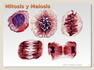 Tema 2: Mitosis y meiosis 1 
MMiittoossiiss yy MMeeiioossiiss 
 