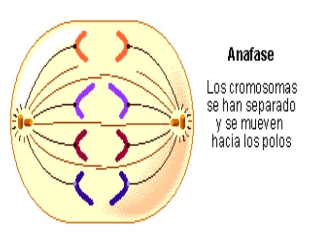 Mitosis y meiosis