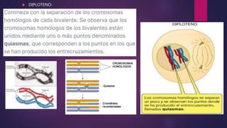 MITOSIS y MEIOSIS.pptx