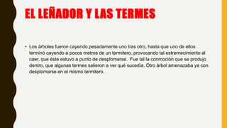 EL LEÑADOR Y LAS TERMES
• Los árboles fueron cayendo pesadamente uno tras otro, hasta que uno de ellos
terminó cayendo a pocos metros de un termitero, provocando tal estremecimiento al
caer, que éste estuvo a punto de desplomarse. Fue tal la conmoción que se produjo
dentro, que algunas termes salieron a ver qué sucedía. Otro árbol amenazaba ya con
desplomarse en el mismo termitero.
 